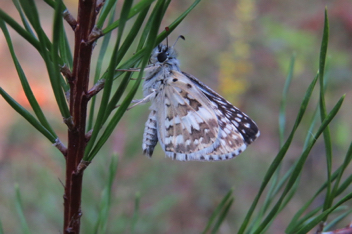 Common Checkered-Skipper